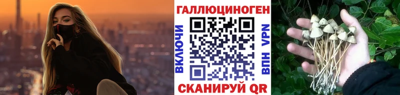 Галлюциногенные грибы Psilocybine cubensis  Буй 